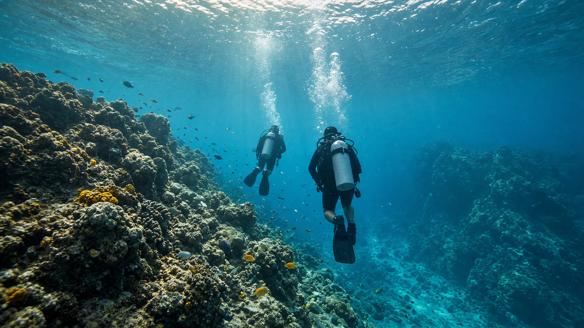 Pacific Coast Dive Center, Tourism Service in Playa Flamingo