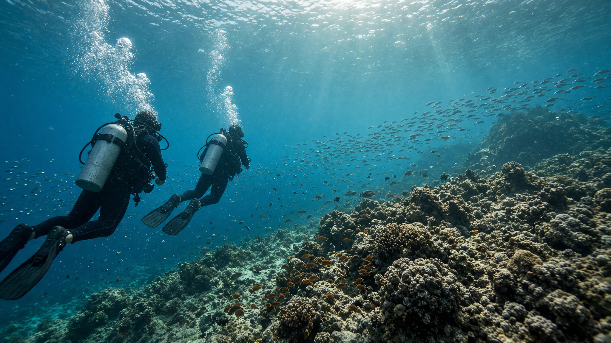 Dive With Jose Costa Rica, Tours & Activities in Playa Flamingo