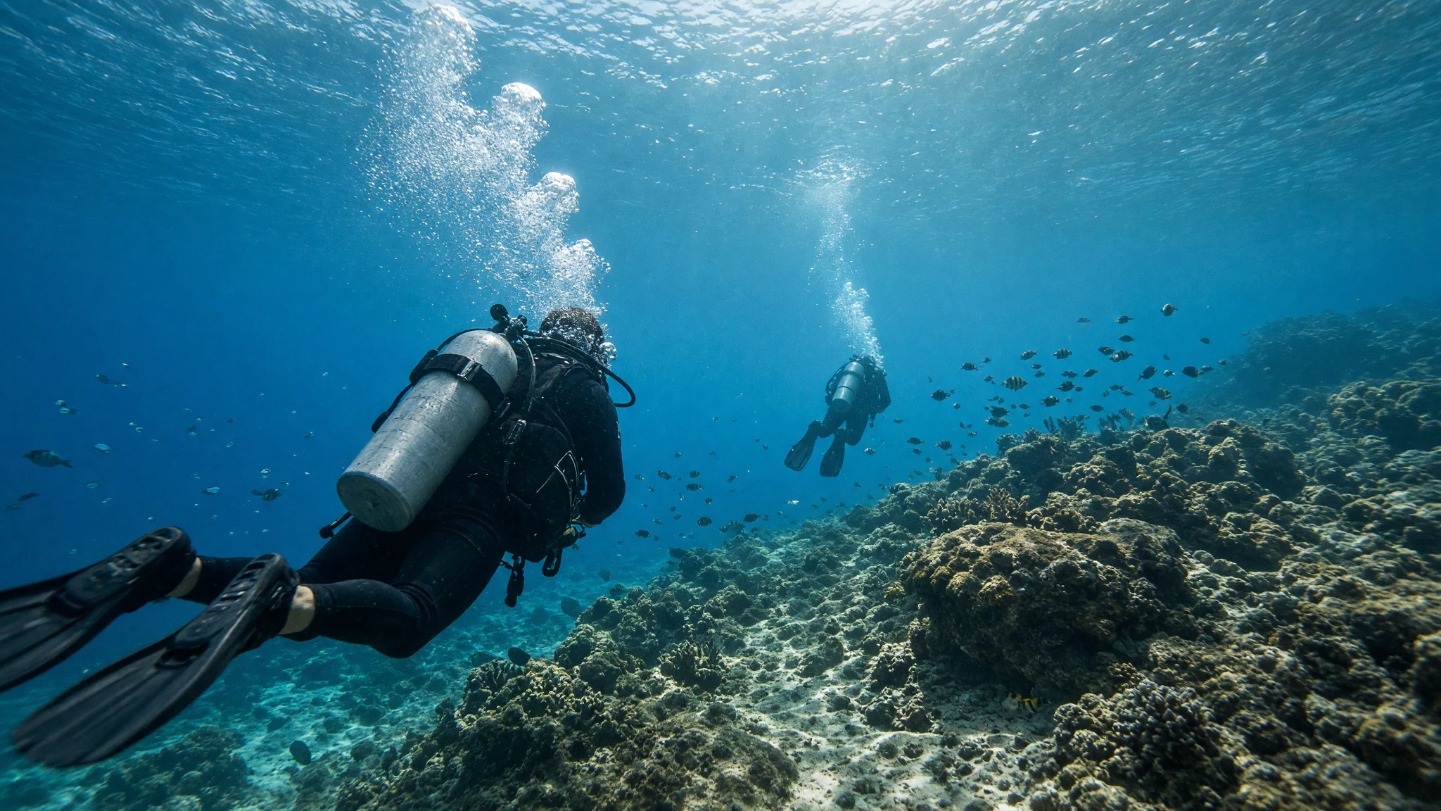 Rocket Frog Divers, Tours & Activities in Playa Flamingo